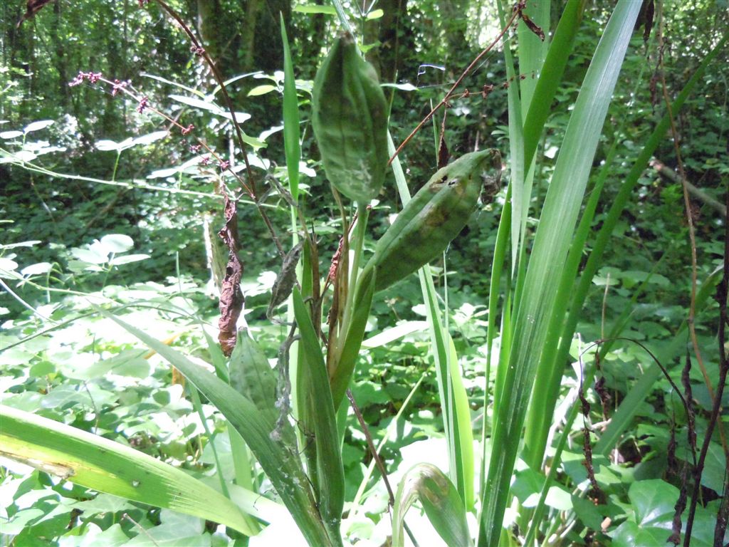 Grossi frutti - Chamaeiris foetidissima (=Iris foetidissima)